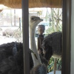 Nieuwsgierige struisvogel