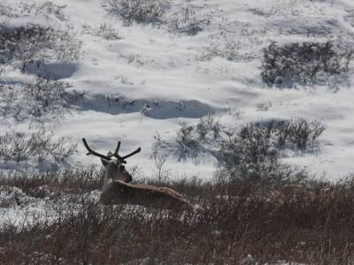 Alaska, the last frontier