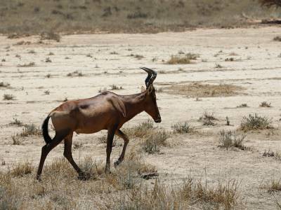 De  Kalahari-experts