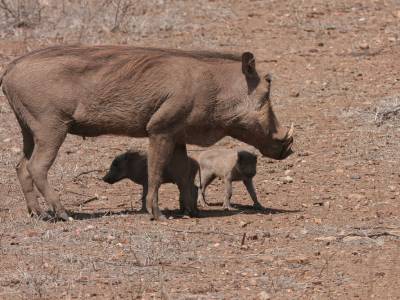 Een rode draad verbroken