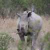 GHR_9906