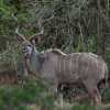 GHR_9957