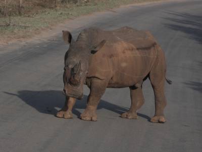 En weer geen luipaard