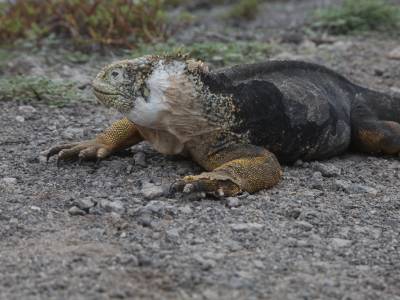 Galapagos Eilanden