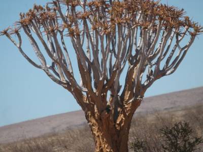 Het Namib-Naukluft NP