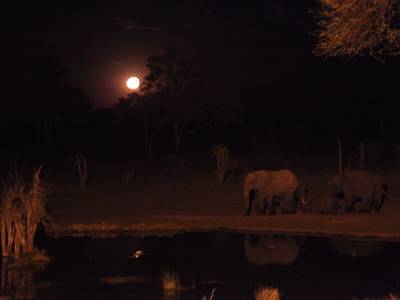 Olifanten, olifanten