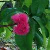 website-52