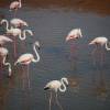 14-flamingos-zo-dichtbij