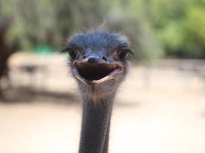 Van cape Agulhas naar Mosselbay