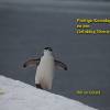 2010-penguin-in-antartica